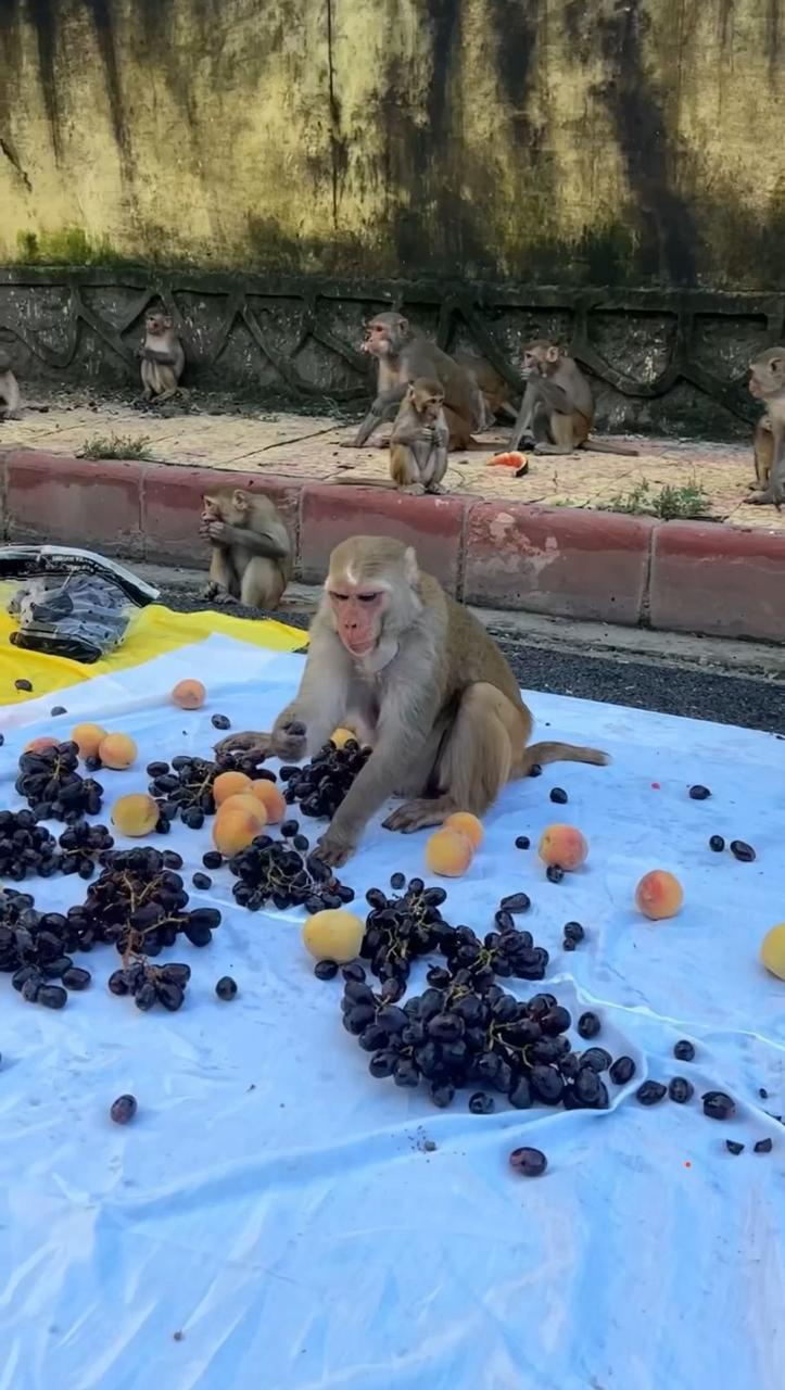 बेज़ुबान बंदरों के लिए ताज़े फल रखकर भोजन सेवा